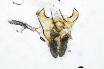 <i>Acleris kochiella</i>