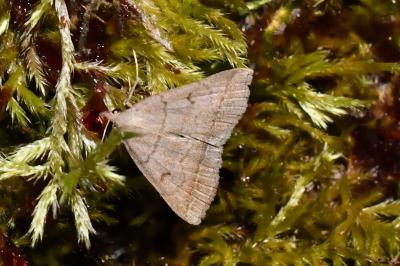 <i>Zanclognatha lunalis</i>