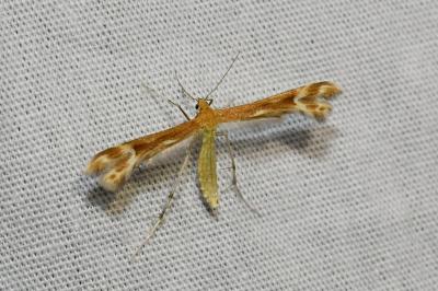<i>Marasmarcha lunaedactyla</i>