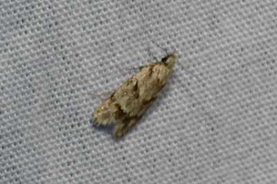 <i>Symmoca signatella</i>