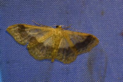 <i>Idaea aversata</i>