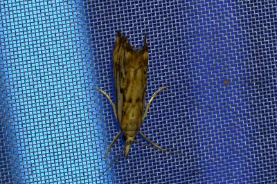 <i>Catoptria falsella</i>