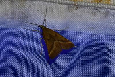 <i>Synaphe punctalis</i>