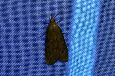 <i>Aphomia sociella</i>