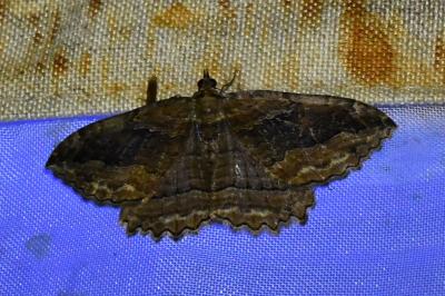 <i>Philereme transversata</i>