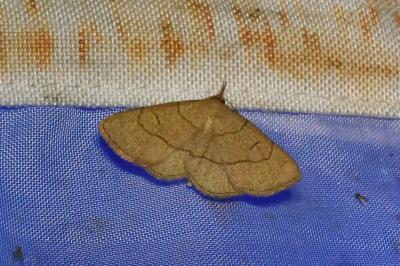 <i>Paracolax tristalis</i>