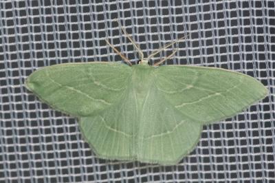 <i>Hemistola chrysoprasaria</i>