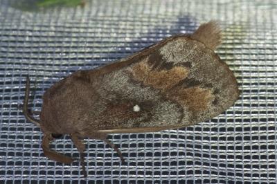 <i>Dendrolimus pini</i>