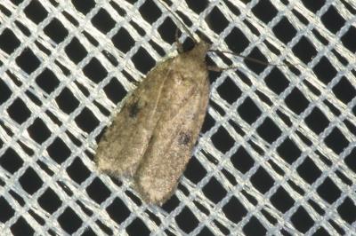 <i>Agonopterix propinquella</i>