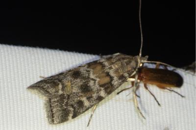 <i>Dioryctria abietella</i>