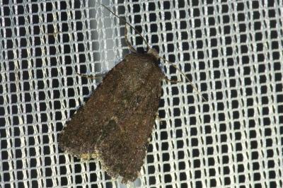 <i>Rusina ferruginea</i>