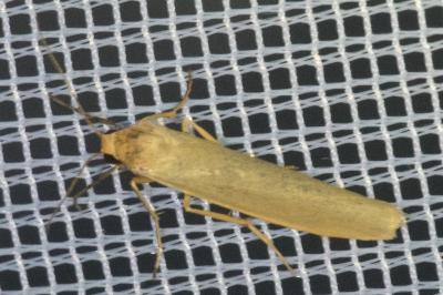 <i>Indalia pygmaeola</i>