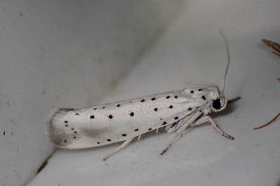 <i>Yponomeuta rorrella</i>