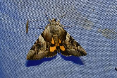 <i>Catocala fulminea</i>