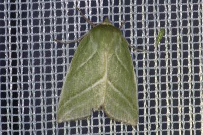 <i>Pseudoips prasinanus</i>