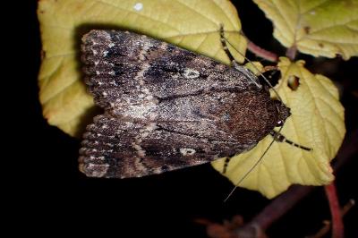 <i>Amphipyra pyramidea</i>