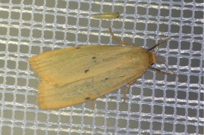 <i>Cybosia mesomella</i>