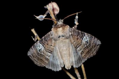 <i>Tethea ocularis</i>