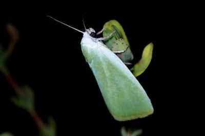 <i>Earias clorana</i>