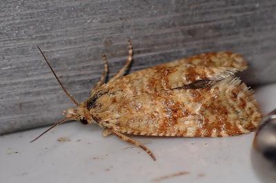 <i>Aethes margarotana</i>