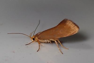 <i>Crassa unitella</i>