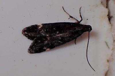 <i>Dichomeris alacella</i>