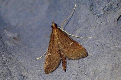 <i>Dolicharthria punctalis</i>