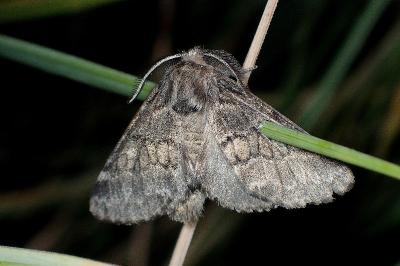 <i>Gluphisia crenata</i>