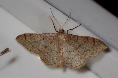 <i>Idaea aversata</i>