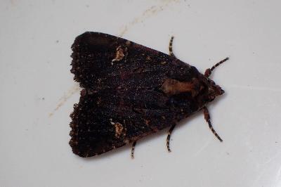 <i>Mesapamea secalella/secalis</i>
