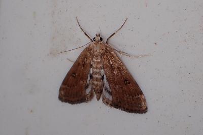 <i>Parapoynx stratiotata</i>