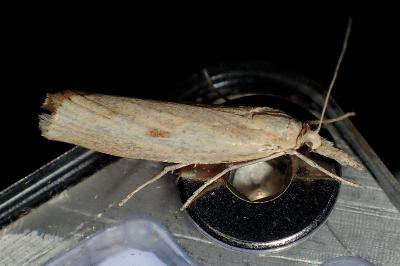 <i>Agriphila inquinatella</i>