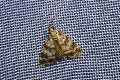 <i>Scoparia pyralella</i>