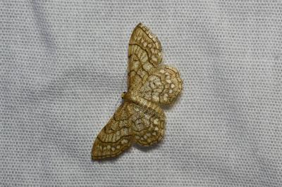 <i>Idaea moniliata</i>