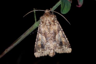 <i>Conisania luteago</i>