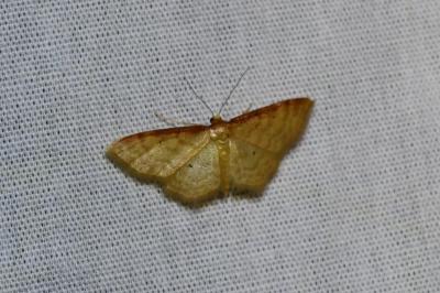<i>Idaea humiliata</i>