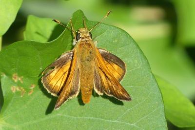 <i>Ochlodes sylvanus</i>