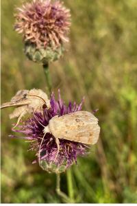 <i>Eremobia ochroleuca</i>
