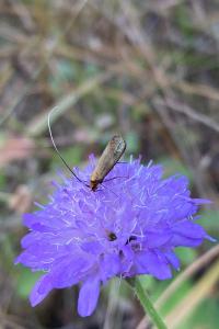 <i>Nemophora metallica</i>