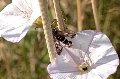 <i>Pyropteron chrysidiforme</i>