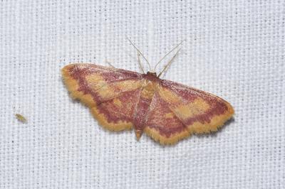 <i>Idaea muricata</i>
