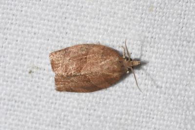 <i>Pandemis heparana</i>