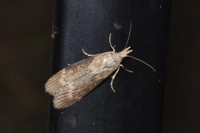 <i>Lamoria anella</i>