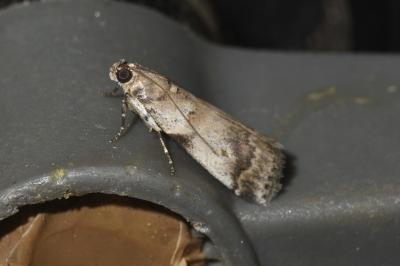 <i>Acrobasis fallouella/glaucella</i>
