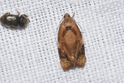 <i>Ditula angustiorana</i>