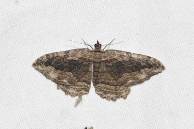 <i>Philereme transversata</i>
