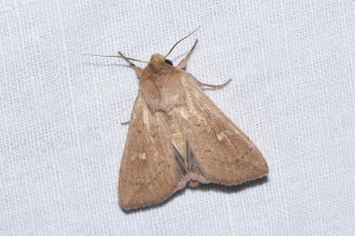 <i>Mythimna ferrago</i>