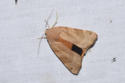 <i>Noctua fimbriata</i>