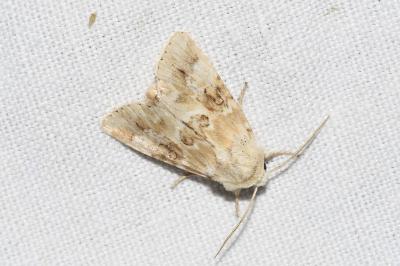 <i>Eremobia ochroleuca</i>