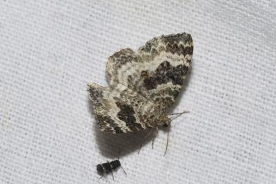 <i>Epirrhoe alternata</i>